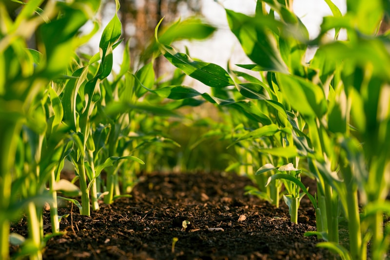 Agricultural Exports Surge as Global Food Demand Increases